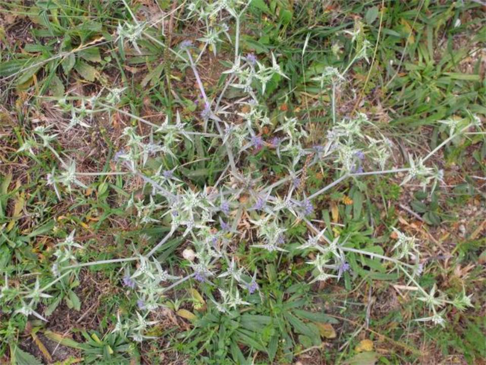 Eryngium triquetrum